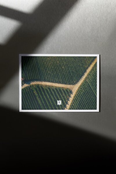 Vineyard path